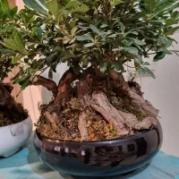 گل بنسای پیتستروم میخک هندی
