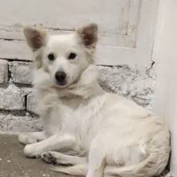 سگ گمشده