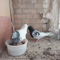 کله سیاه نر کله سبز ماده.کله سیا یک چشم کوره|پرنده|تربت جام, شاد|دیوار