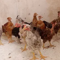 مرغ و جوجه نیمچه درجه یک گلپایگان