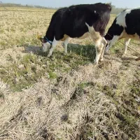 چندین راس گاو گوساله لیشه سیمینتال تلیسه|حیوانات مزرعه|رشت, بلوار گیلان|دیوار