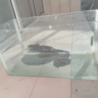 اکواریم شیشه ۸میل معاوضه با ماهی گوپی ولوازم ماهی