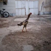 خروس لاری ریشو|حیوانات مزرعه|محمدیه-قزوین, |دیوار