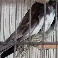 عروس هلندی گمشده مهریز شهرک زارعین