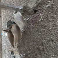 فروش جوجه طاووس|پرنده|آستانه اشرفیه, |دیوار