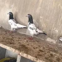 کبوتر پاکستانی|پرنده|بندر دیر, |دیوار