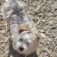 پت های فروشی