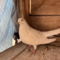 کبوتر|پرنده|مبارکه, |دیوار