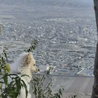 توله سگ|حیوانات|شیروان (خراسان), |دیوار