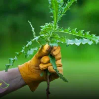کارگر برای علف کندن