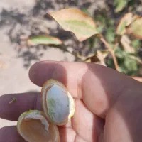 ۶ هکتارباغ پسته اکبری