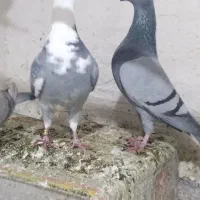 پلاکی و نامور