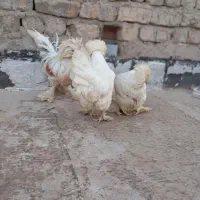 مرغ و خروس سلطان|حیوانات مزرعه|قم, آذر (نکویی)|دیوار