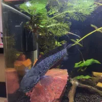 آکواریوم شیشه خم|ماهی|قم, شهرک امام حسن|دیوار