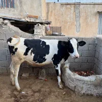 گاو و گوساله|حیوانات مزرعه|کازرون, |دیوار
