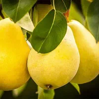 انواع نهال گلابی