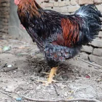 ویاندوت بلورد|حیوانات مزرعه|تهران, تهرانسر غربی|دیوار