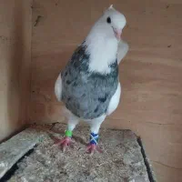 طوقی الماسی درجه (1)