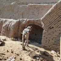 واگذاری سگ|سگ|تربتحیدریه, کلاته توکلی|دیوار