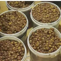 زیتون پرورده