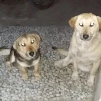 واگذاری ۲عدد سگ ماده