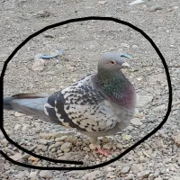 پلاکی مگسی|پرنده|رودان, |دیوار