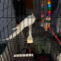 پرنده|پرنده|مشهد, شهید بصیر|دیوار