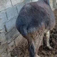 فروش خر