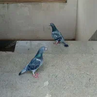 جفت پولکی آلمانی