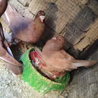 چنتا کفتر عطیقه