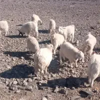 کهره|حیوانات مزرعه|بافت, |دیوار