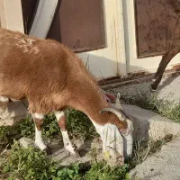 بز سالم برای فروش ۱۶۰۰۰۰۰۰