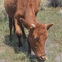 ۷عدد گاوه محلی دورگه هیکل تمیز