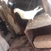 کبوتر زاغ کاشونی فروش فوری