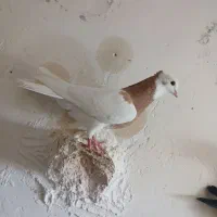 کبوتر  طوقی