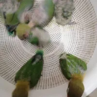 طوطی کوتوله برزیلی آماده دستی کردن|پرنده|سیرجان, |دیوار