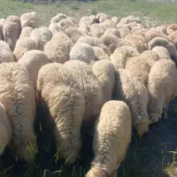 بره نر