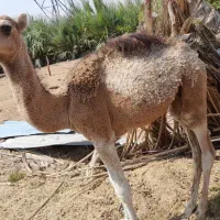 شتر نر|حیوانات مزرعه|دلگان, |دیوار