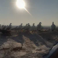 کفتر پرشی|پرنده|زبرخان, |دیوار