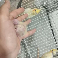 عروس هلندی با تخم جوجه