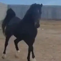 اسب نریان نژادکرد،پرخون ،رام وفرمان پذیر|اسب و تجهیزات اسبسواری|کرمانشاه, |دیوار