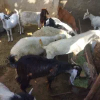 کهره،بره                               شهرک توحید|حیوانات مزرعه|بندرعباس, |دیوار