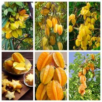 پسته موز خونی کیوی گردو شابلون انار دانه درشت|خدمات باغبانی و درختکاری|لاهیجان, آهندان|دیوار