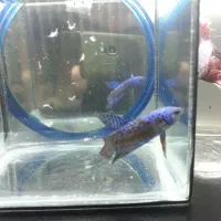 فروش ویژه ماهی فایتر|ماهی|رشت, کاکتوس|دیوار