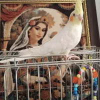 عروس هلندی