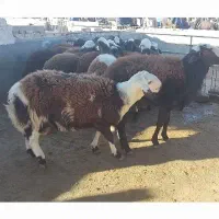 شیشک درجه یک بروجردی