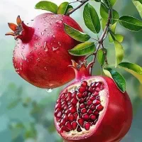 این کود را الان بزن انارت بزرگتر میشه