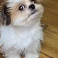 سگ آپارتمانی