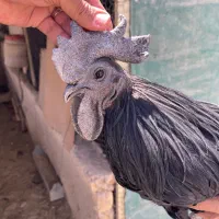 جوجه   انواع برهما اصلی و ایام سمانی اندونزی