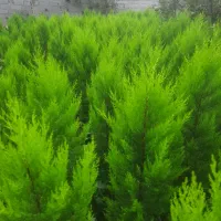 کاج لاوسون طلایی و یاس هلندی و شمشاد طلایی گلدونی|خدمات باغبانی و درختکاری|قائمشهر, |دیوار